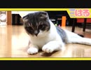 子猫、はじめての氷にクッソ〇〇る【召喚獣はる】