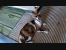 子猫を可愛いと言ったら怒る母猫が愛おしい