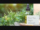 Charlotte's Web CBD Oil  Buy