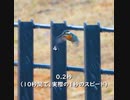 【超速】ホバリングの羽ばたく速さを数えてみた【0.1倍速】カワセミCommon Kingfisher / Alcedo atthis