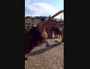 怒ったりゴロゴロとしたり忙しい猫#Shorts【野良猫】【感動猫】