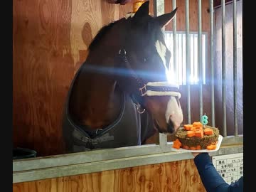 フェリオ君 お誕生日おめでとう 動物 動画 ニコニコ動画