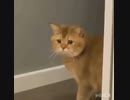 ホモと見る　ドン引きする猫