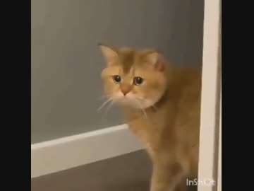 ホモと見る　ドン引きする猫