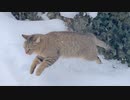 パトロールを強行するタタルさん