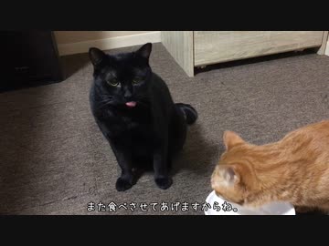ちゅ～るを食らう猫。
