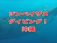 ジンベイザメダイビング沖縄・読谷