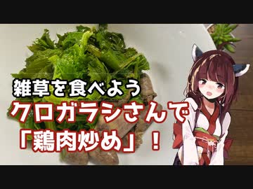 【思い切って野草を食べてみよう】#56 クロガラシさんと「鶏肉炒め」！