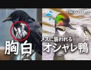 野鳥撮影0210C②【胸が白いカラス/ヨシガモがメスに襲われる】オカヨシガモ、やオナガガモ。普段会わない水鳥に遭遇。大寒波の関東、雨雪に耐える。鶴見川水系恩田川で野鳥観察