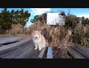 不満の表情を見せる灯台のボス猫にねこじゃすりで機嫌を取れるのか？【野良猫】【感動猫】