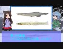 【ゆっくり解説】わかさぎ姫が教える魚　#31匹目　～白魚/素魚～