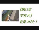 【飼い主不在犬】を見つけ飼い主を探した！② 2019.12.1