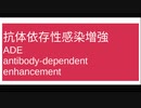 抗体依存性感染増強(ADE:antibody-dependent enhancement)