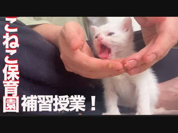 障害疑いの子猫、子猫保育園の居残り補習をする
