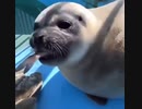 ホモとみる アザラシくんのキメ顔