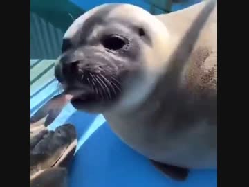 ホモとみる アザラシくんのキメ顔
