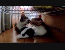母猫がまた子猫を一匹だけ移動「今度はどこへ？」