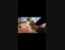 キジトラ猫がキマり過ぎて草#Shorts【野良猫】【感動猫】