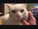膝で暖を取る猫