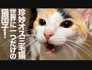 完成！世界に一つだけの猫団子