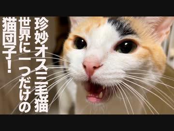 完成！世界に一つだけの猫団子