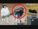 0213C①【黒いスズメの悲劇】ケガ、別れ、毛引き？病気？鳴き声。黒猫鍋と目ヤニ、桜耳の性別。身近な生き物・野鳥の観察　#野鳥　#スズメ　#身近な生き物語