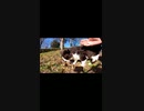 ねこじゃすりに勘違いしてケツが上がるハチワレ猫#Shorts【野良猫】【感動猫】