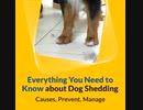 Everything You Need to Know about Dog Shedding – Causes, Prevent, Manage