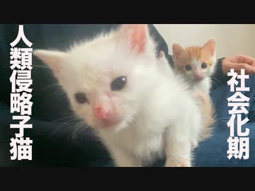 社会化期の保護子猫たち、膝上で小さな怪獣になる