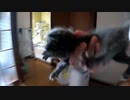 台所に移動された子猫を押入れに戻したら…母猫に叫ばれました