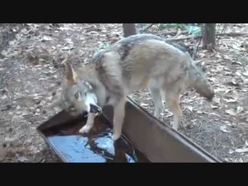 ホモと見る　頭がキーンとなるコヨーテ…