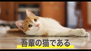 吾輩の猫である【唄：マクネナナ】