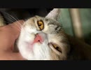 2022/02/20(日) 19:23 うすしお 配信アーカイブ　