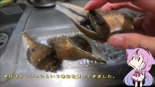 珍食材が食べたい！#70　テングニシ