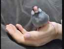 遊び足りない桜文鳥が　にぎり文鳥になるUC