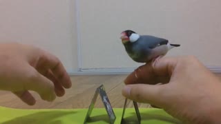 文鳥を手にのせたまま花札タワー作成チャレンジ