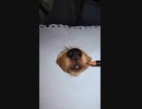 ホモと見る　どう見ても本物にしか見えない犬