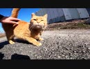 保護を求めるかのように男に近づく茶トラ猫【野良猫】【感動猫】