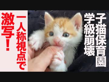 保護子猫放育園、一人称視点で学級崩壊を激撮される