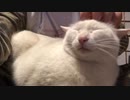 猫の頭をゴリゴリする