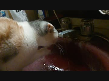 猫の日なので撮ってみた：水飲み猫(完全単発ネタ)