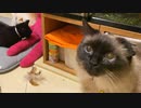 猫の日の猫さん達
