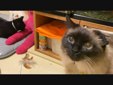 猫の日の猫さん達