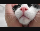 猫がお風呂で猫バスタイム♪