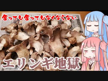 平凡料理人茜、炊ぐ「エリンギ天国」