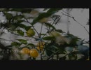 【UTAUカバー】Lemon【望濃々ツグミ-As Ebony-】