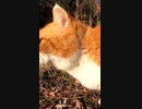 後ろに付いてくる男に不満を持つ茶トラ猫#Shorts【野良猫】【感動猫】