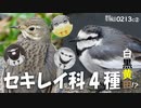 野鳥撮影0213C②【セキレイ科4種】白黒黄…。スズメに似ている鳥や争う鳥。ジョウビタキの捕食。鳥のケンカ、縄張り争い。カワセミなど盛りだくさん。　#タヒバリ　#ジョウビタキ　#カワセミ