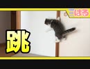 早朝の差し込む朝日でクッソ遊ぶ子猫【召喚獣はる】