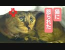 布団に猫がもぐった後、布団めくったら猫に怒られましたｗ